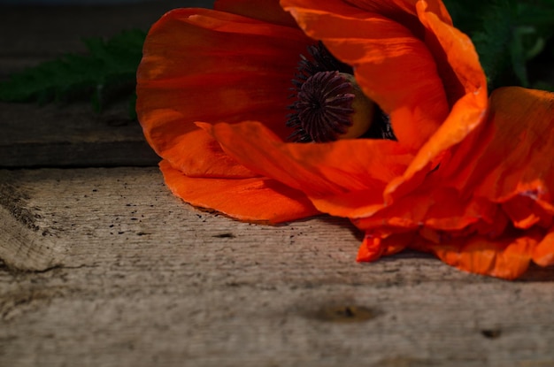 Fiore di papavero rosso su uno sfondo di legno scuro foto di fiori rossi con luce selettiva