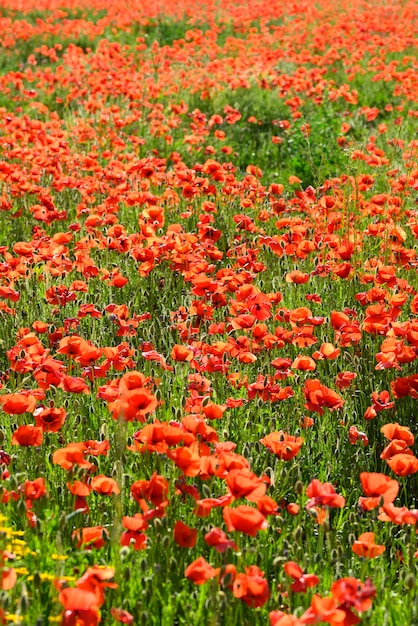 Red poppy flower field and detail in Italy