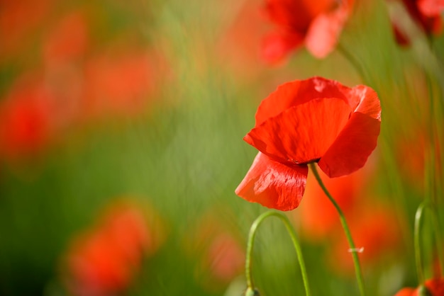 Red poppy flower field and detail in Italy