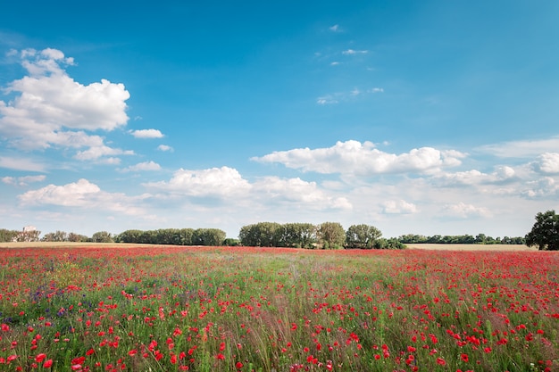 Красный мак цветок поле пейзаж