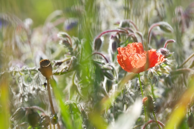 red poppy flower in the field