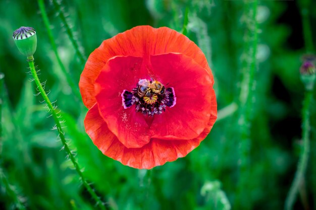 緑のぼやけた赤いポピーの花_