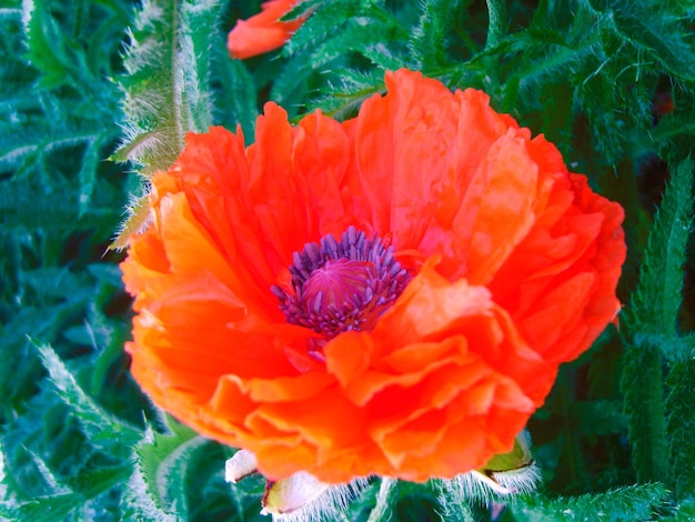 Fiore di papavero rosso nella foto del fogliame verde