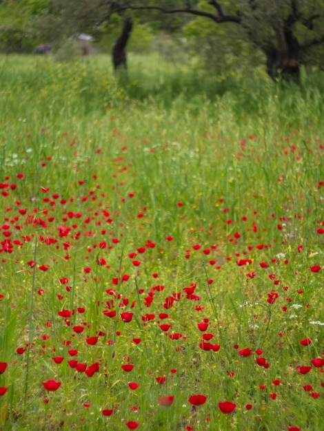 Red poppy flower among green grass on a Sunny day