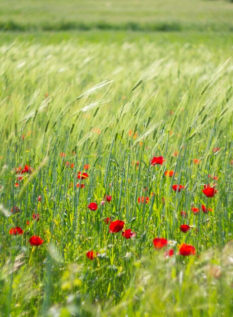 Red poppy flower among green grass on a Sunny day