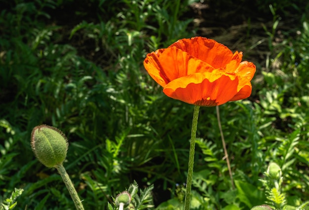 Red poppy flower on green leaves background