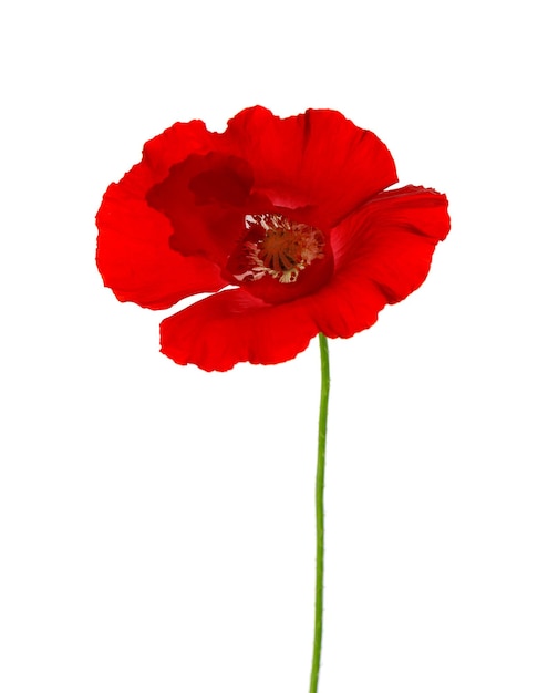 Red poppy flower isolated on a white background