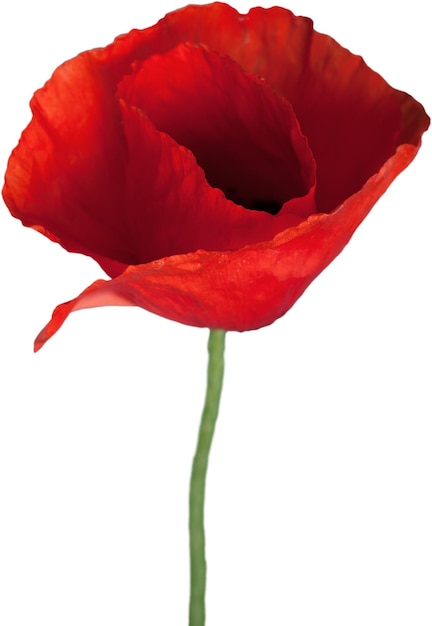 Red poppy flower - isolated