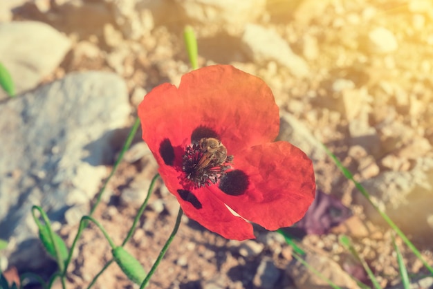 Photo red poppy flower on soil and stones background sunny