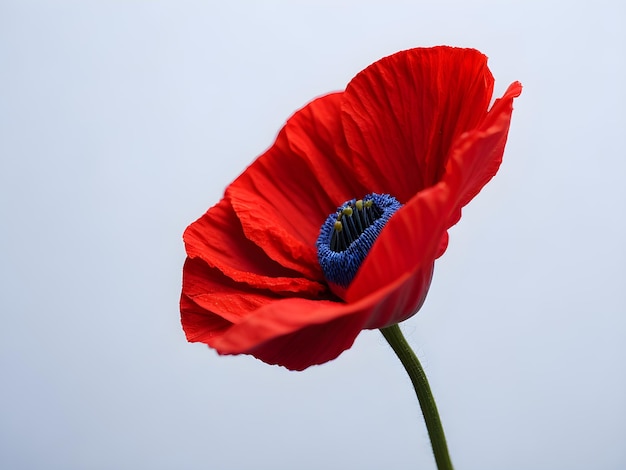 A red poppy flower on white background