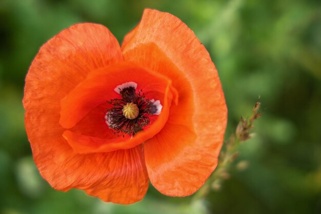 Photo red poppy flower