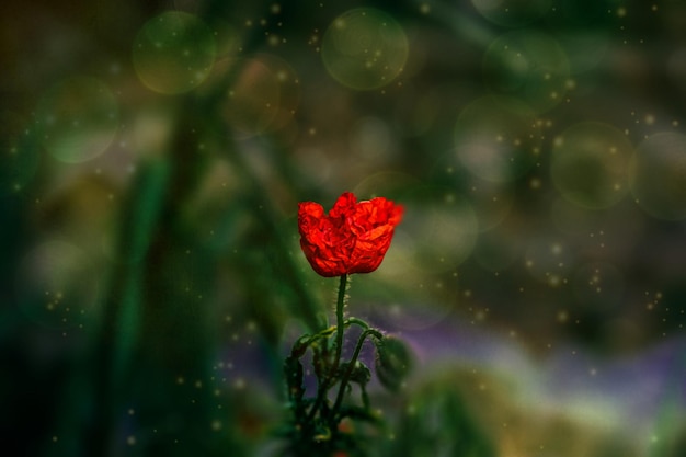 Red poppy flowers on a background of a green meadow in the warm spring sunshine in closeup