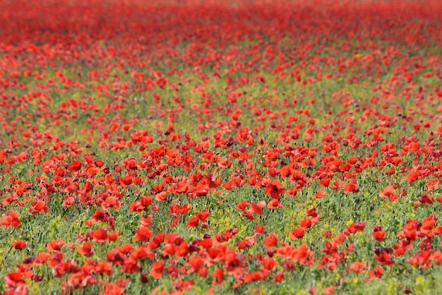 野原でく赤いオオカミの花
