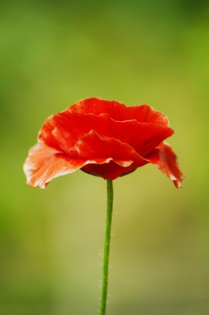 緑の芝生のフィールドに咲く赤いポピーの花、花の天然温泉の背景は、思い出と和解の日のイメージとして使用することができます