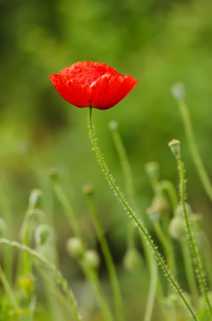 Red poppy flowers blooming in the green grass field, floral natural spring background, can be used as image for remembrance and reconciliation day