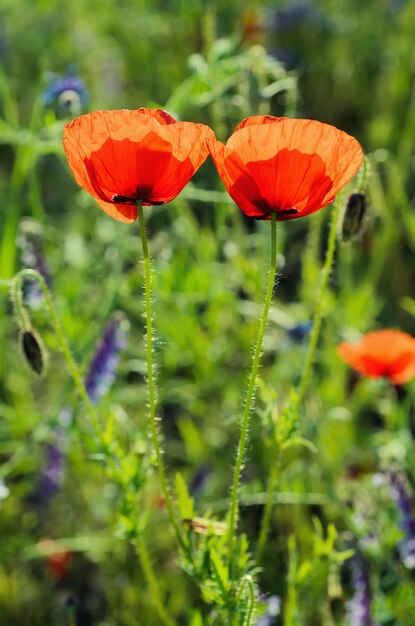 Red poppy flowers blooming in the green grass field floral natural spring background can be used as image for remembrance and reconciliation day