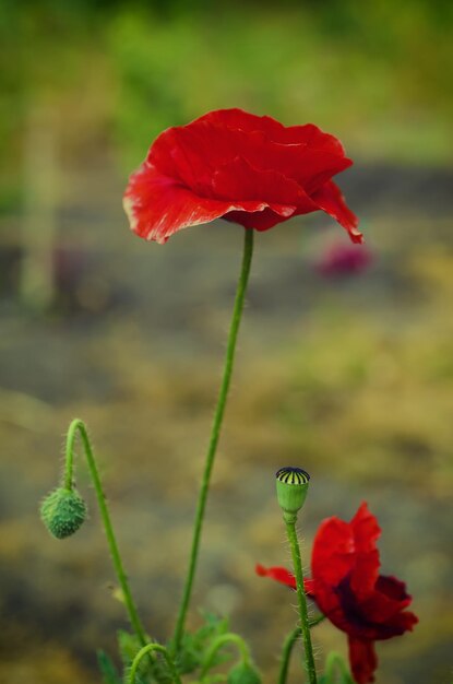 Red poppy flowers blooming in the green grass field floral natural spring background can be used as image for remembrance and reconciliation day