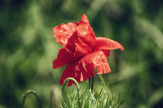 Fiori di papavero rosso che sbocciano nel campo di erba verde floreale primavera naturale sfondo stagionale può essere utilizzato come immagine per il giorno del ricordo e della riconciliazione