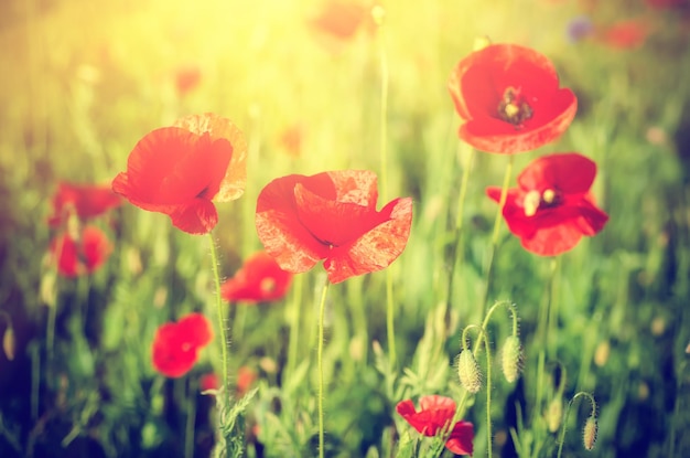 緑の芝生のフィールドに咲く赤いポピーの花花の日当たりの良い天然温泉ヴィンテージヒップスターの背景は、思い出と和解の日のイメージとして使用することができます