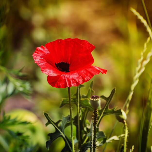 푸른 잔디 들판에 피는 붉은 양귀비 꽃은 꽃이 만발한 햇살 가득한 자연 봄 빈티지 힙스터 배경으로 추모와 화해의 날을 위한 이미지로 사용될 수 있습니다.