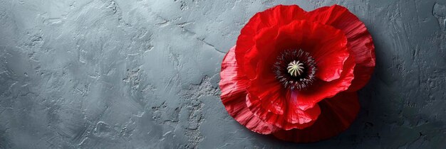 Photo red poppy flowers envelope on white background for banner hd