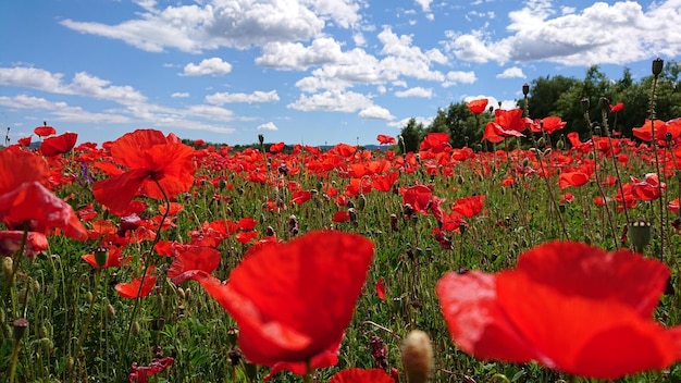Photo red poppy flowers on field against sky