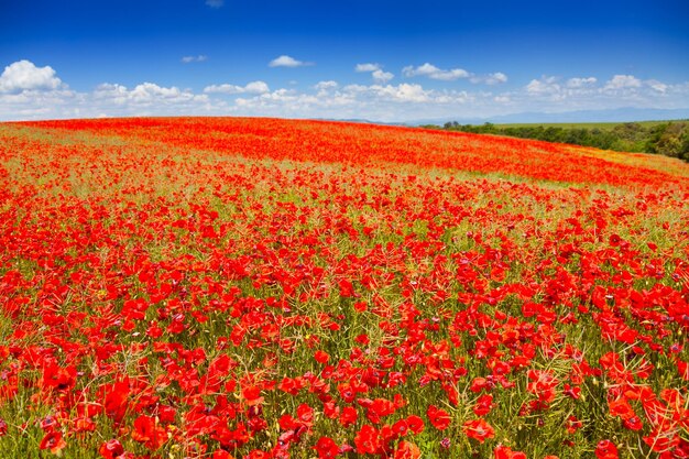 Red poppy flowers on field against sky