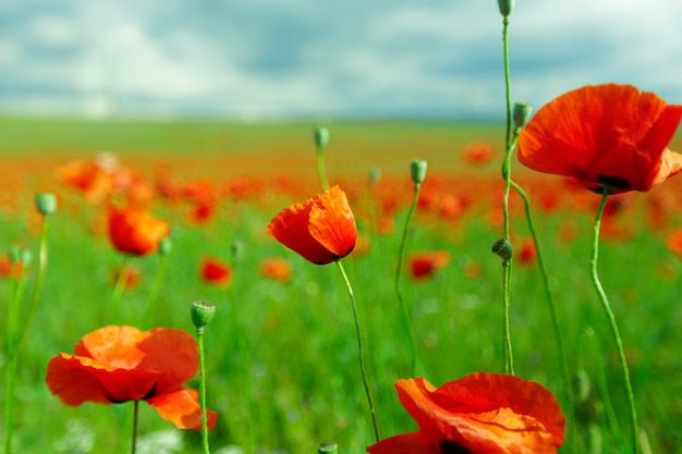 Red poppy flowers in a field background