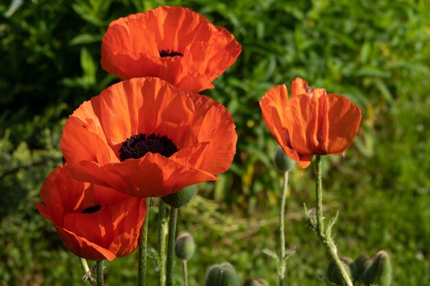 Red poppy flowers in a field, banner