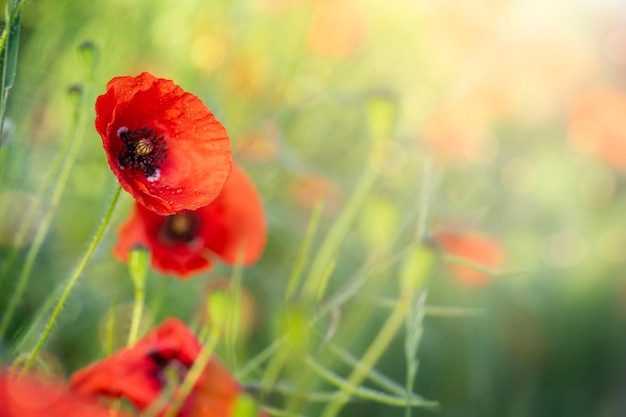 写真 自然の緑色の晴れた背景に赤いマグロの花の畑 コピースペース