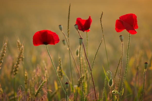 Red poppy flowers field, selective focus. vintage style