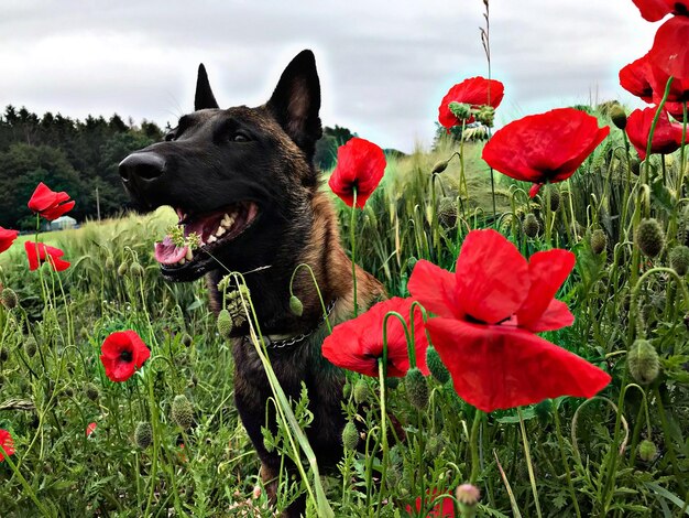 Red poppy flowers in field