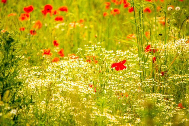 Red poppy flowers in field