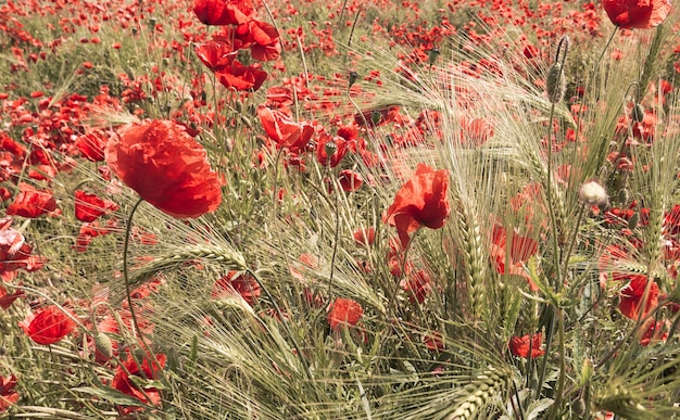 Red poppy flowers in a field