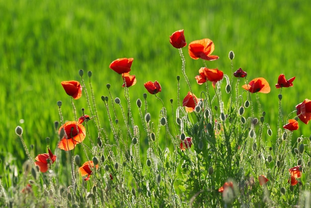 Red poppy flowers field