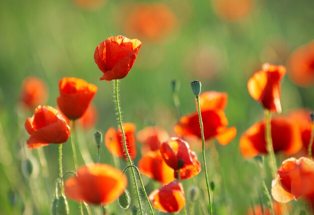 Red poppy flowers field