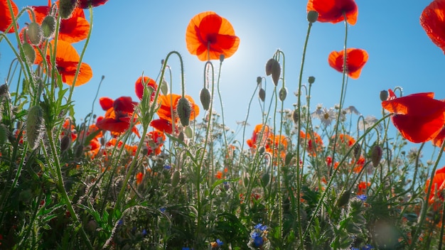 Red poppy flowers on a field