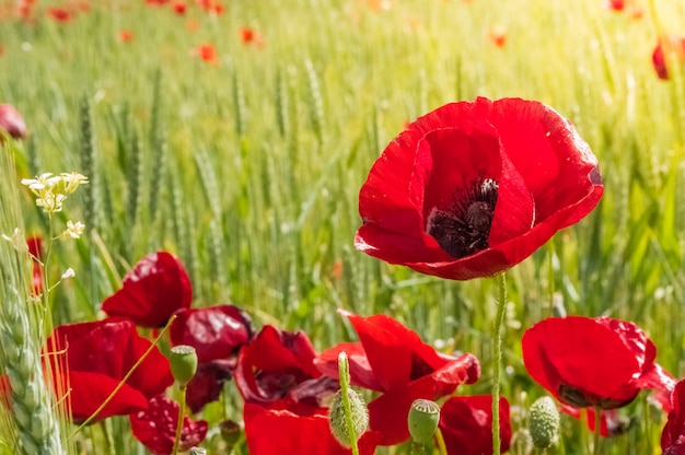 Red poppy flowers in the field