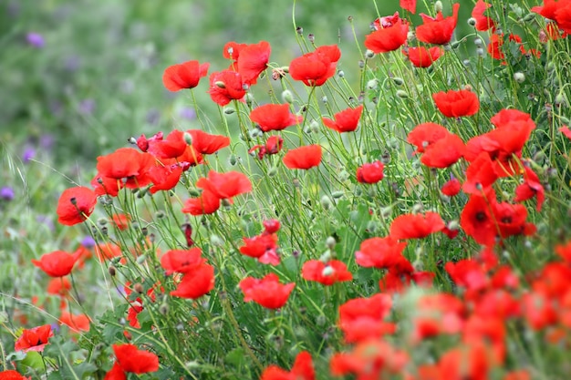 Red poppy flowers in field