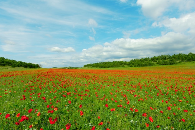 Fiori rossi del papavero in un campo