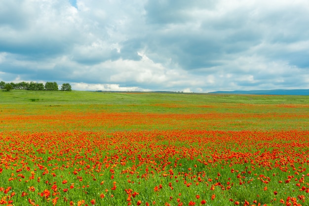 フィールドの赤いケシの花