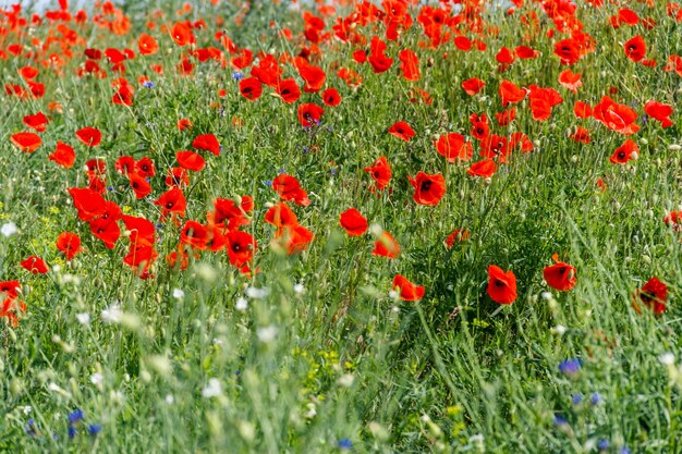 Red poppy flowers on a green meadow