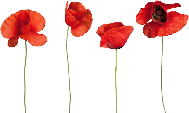 Red poppy flowers - isolated