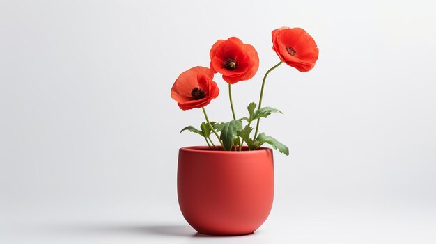 Red poppy flowers in minimalist pot on white background