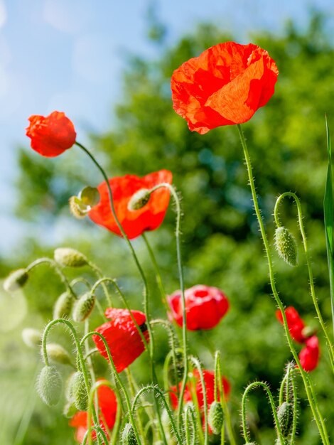 赤いポピーの花自然の背景