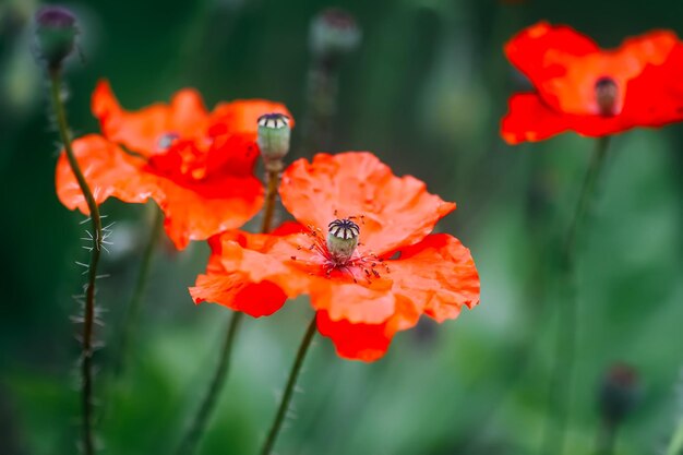 庭の赤いケシの花やポピー