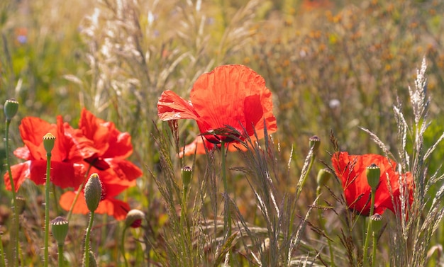 Red poppy Flowers Summer flower meadow Floral background