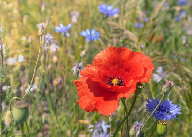 Red poppy Flowers Summer flower meadow Floral background