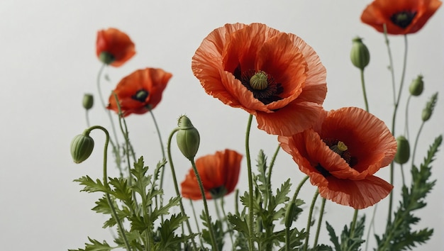 red poppy flowers white background