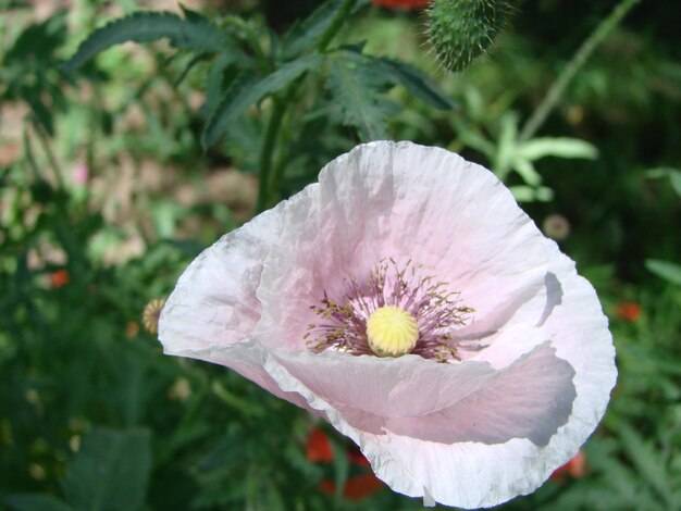 写真 背景に蜂と麦畑を持つ赤いケシの花 一般的なケシのヒナゲシ